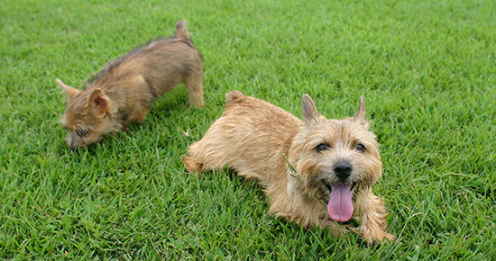 turfpet