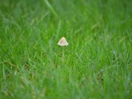 人工芝にカビは生える 梅雨の時期なども大丈夫なのか 芝人